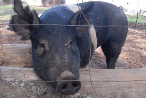 A friendly pig at Lazy Creek Vineyards in Anderson Valley.