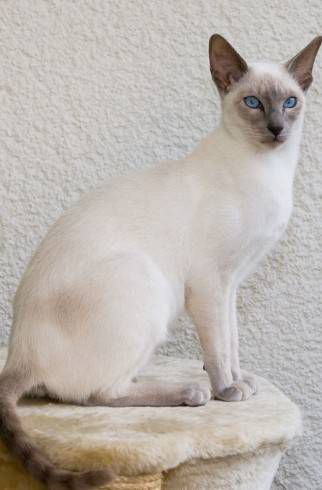 Siamese cats are native to Thailand, which used to be called Siam.