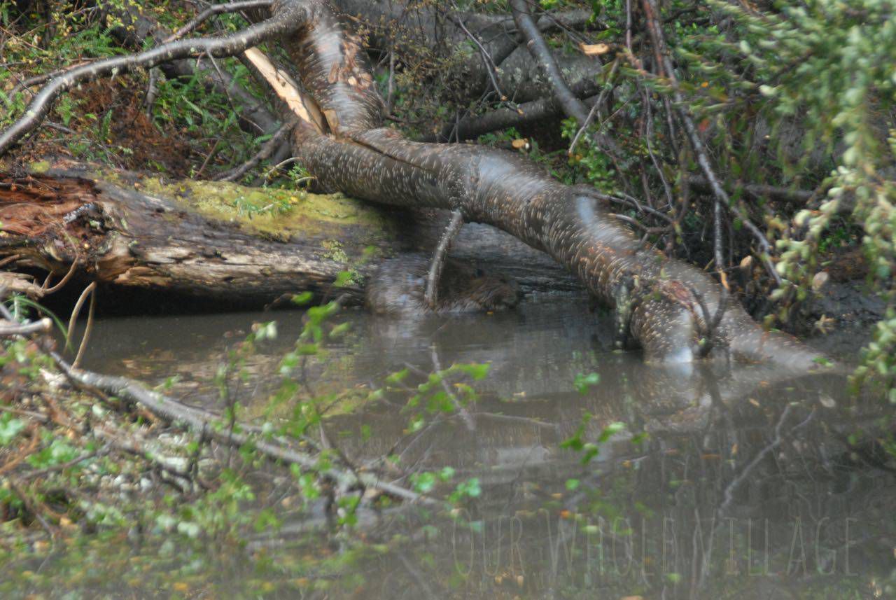 While the island was no longer inhabited by humans, it was home to a large number of animals, including this portly beaver.