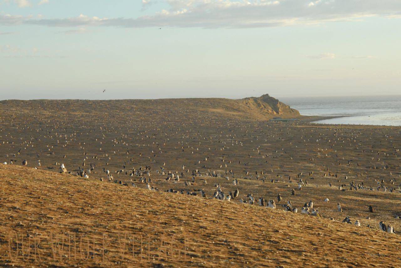 Magellan penguins, as far as the eye can see. 