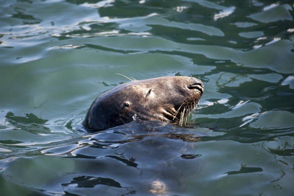 A harbor seal in Howth Harbor hoping for some fish scraps. Photo by William Murphy.