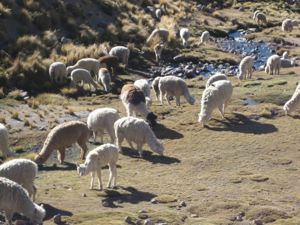 Nothing says Peru like llamas and alpacas!