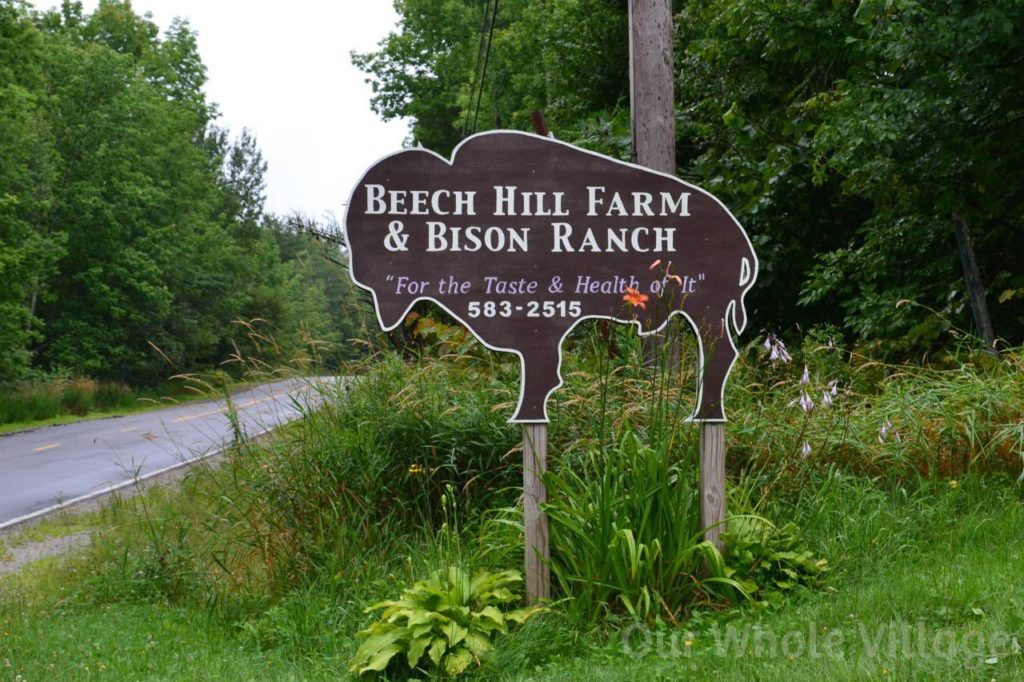 Beech Hill Farm & Bison Ranch, our Maine destination.