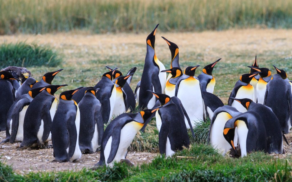 Where to See Penguins in the Wild? Visit Patagonia with Kids • Our ...