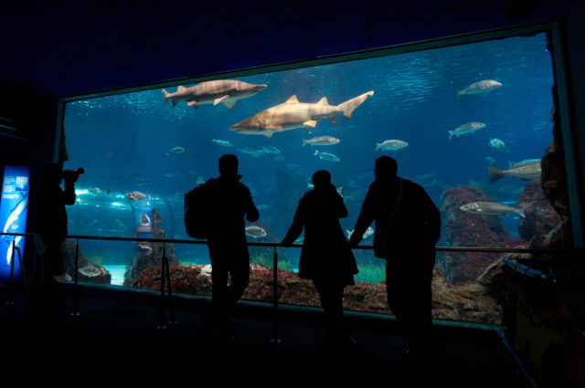 Barcelona Aquarium with kids