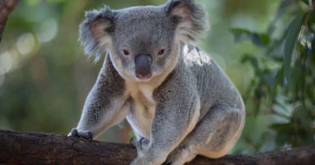 Daintree Forest koalas