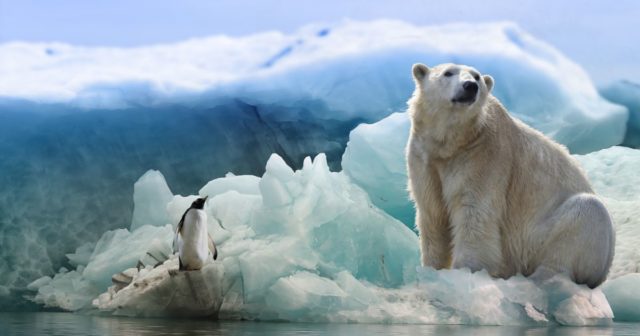 polar bear experience