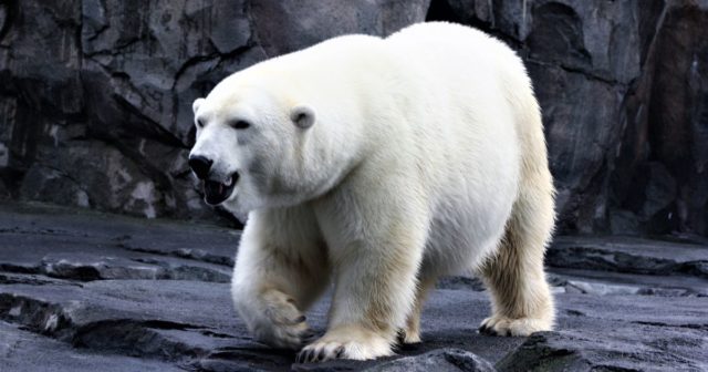 polar bears in the wild