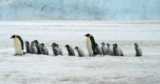 Antarctica with kids