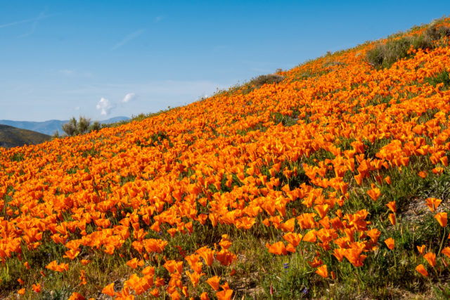 California Poppy Fields Antelope Valley