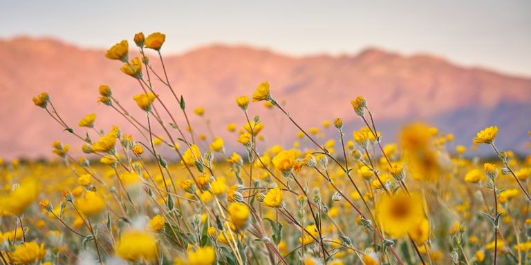 Superbloom: Where in the World to Catch Springtime’s Showiest Displays ...