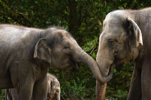 India forest elephants
