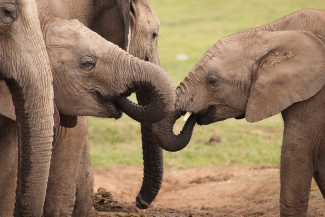 South Africa wild elephants