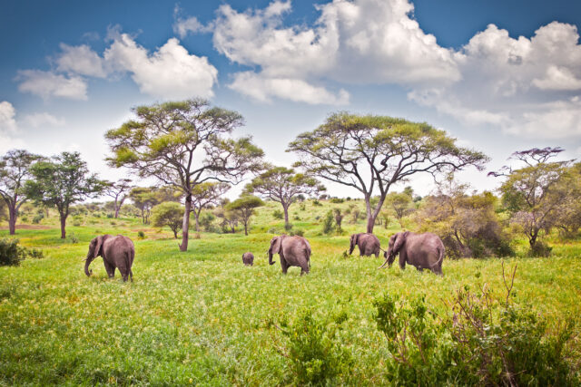 Tanzania elephants in the wild