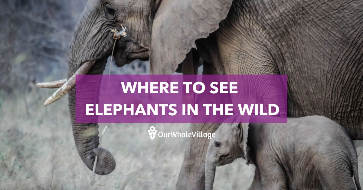 where to see elephants in the wild