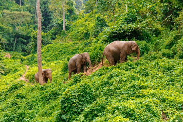 Thailand wild elephants
