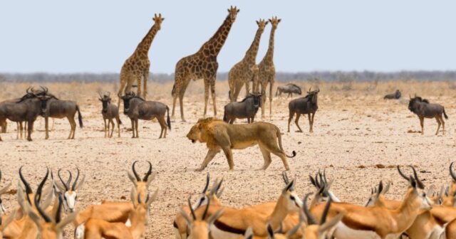 southern africa safari