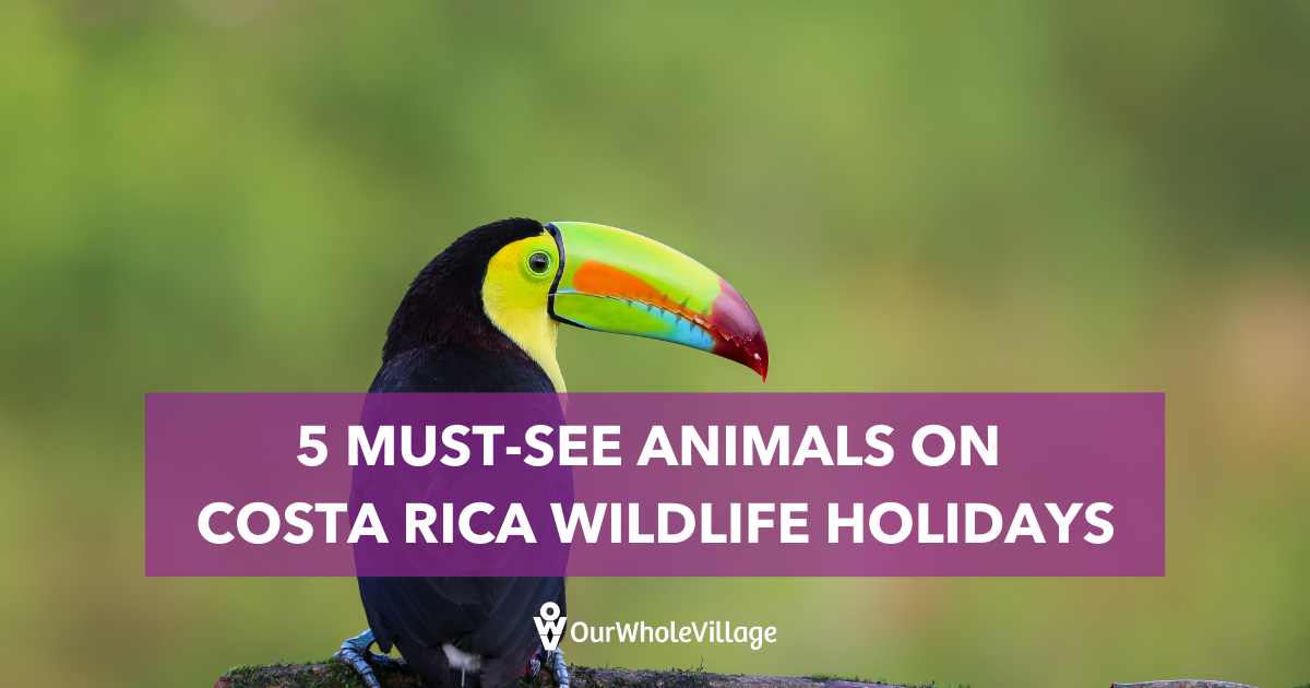 Costa Rica wildlife holidays