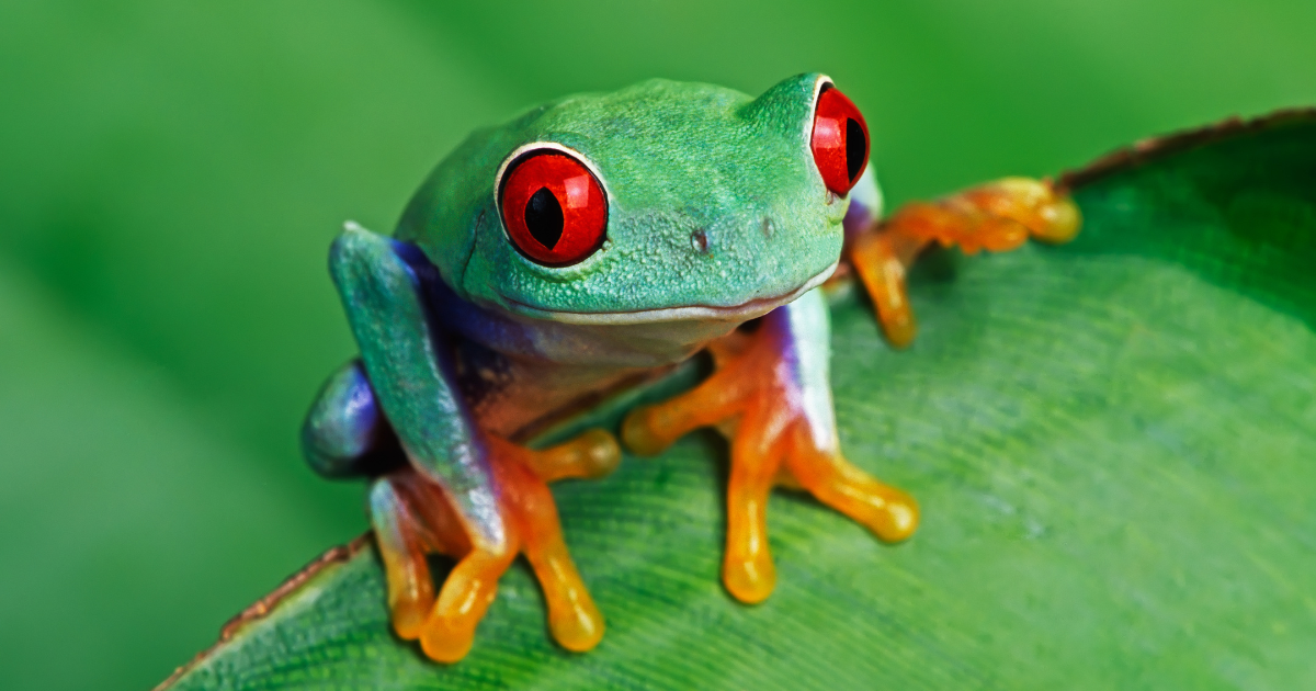 5 Must-See Animals on Costa Rica Wildlife Holidays | Our Whole Village