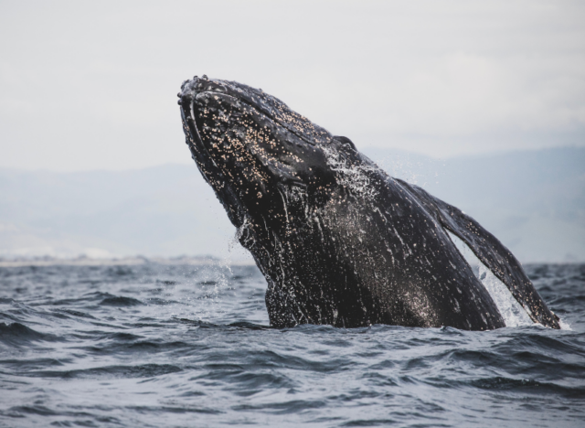 gray whales in baja Mexico