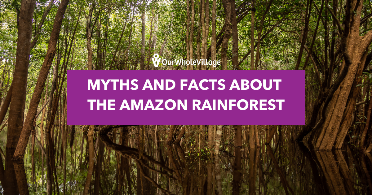 facts about the amazon rainforest